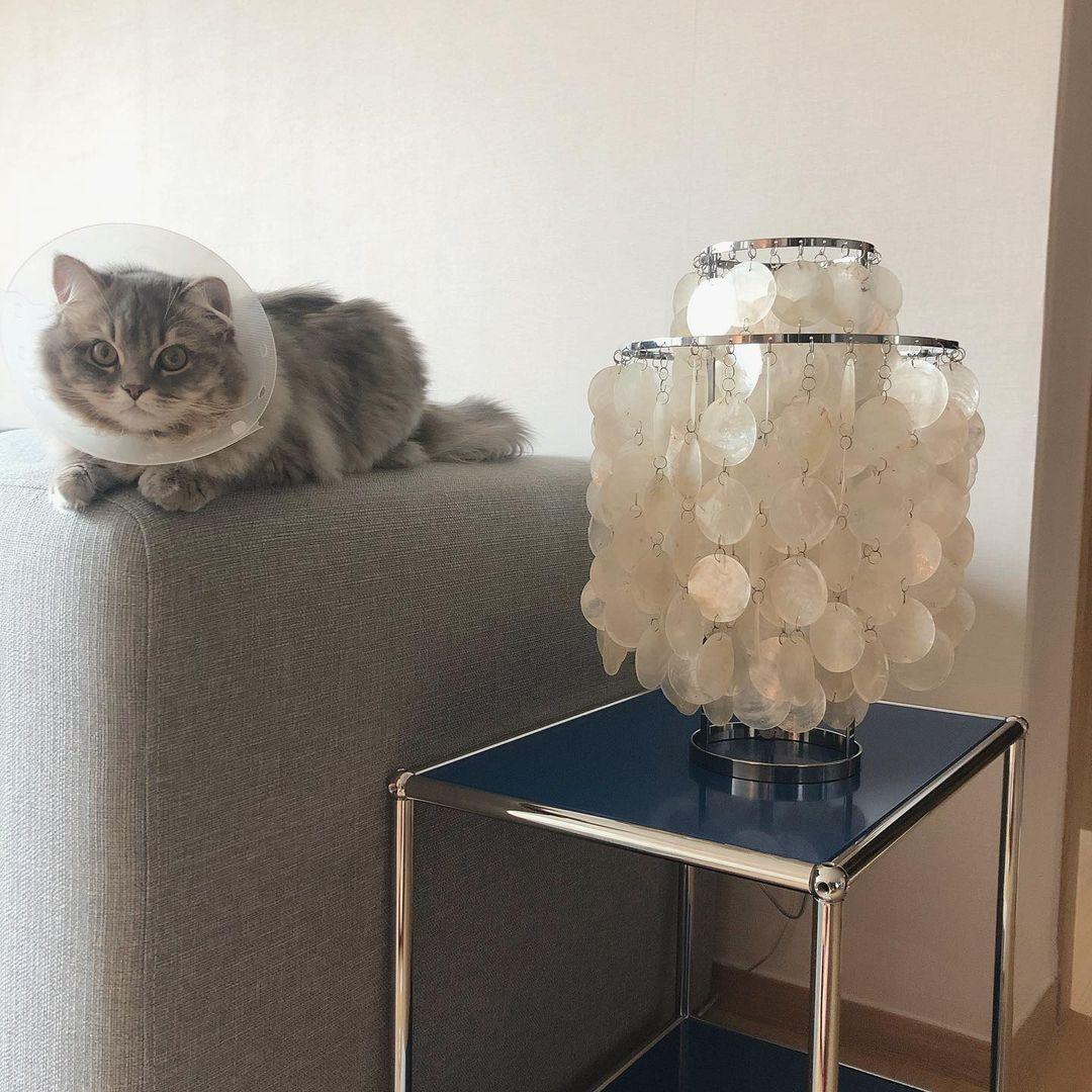 Shell Table Lamp 11.8"